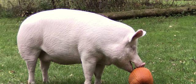 这头600斤的宠物猪比很多人都幸福