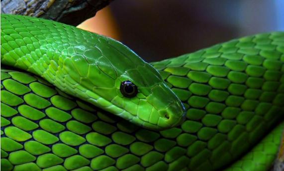 全球最致命7大毒蛇, 最毒不过女人心!