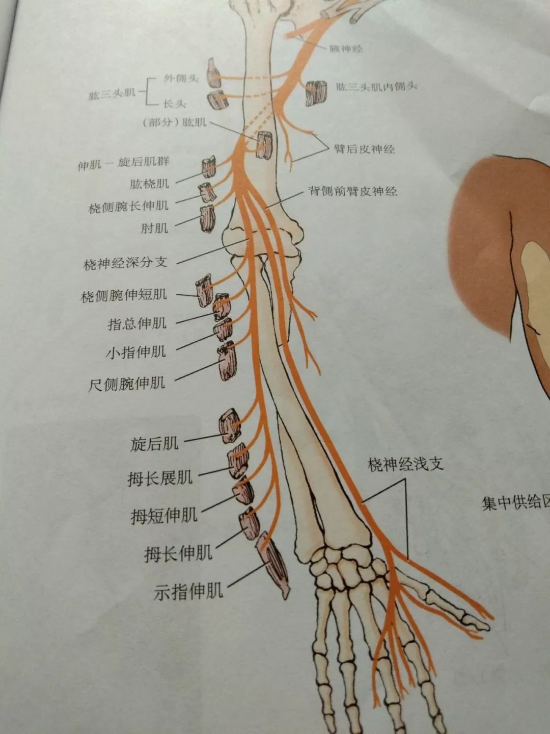 肌皮神经,桡神经,正中神经尺神经为肘,前臂,腕,与手部,韧带,关节囊
