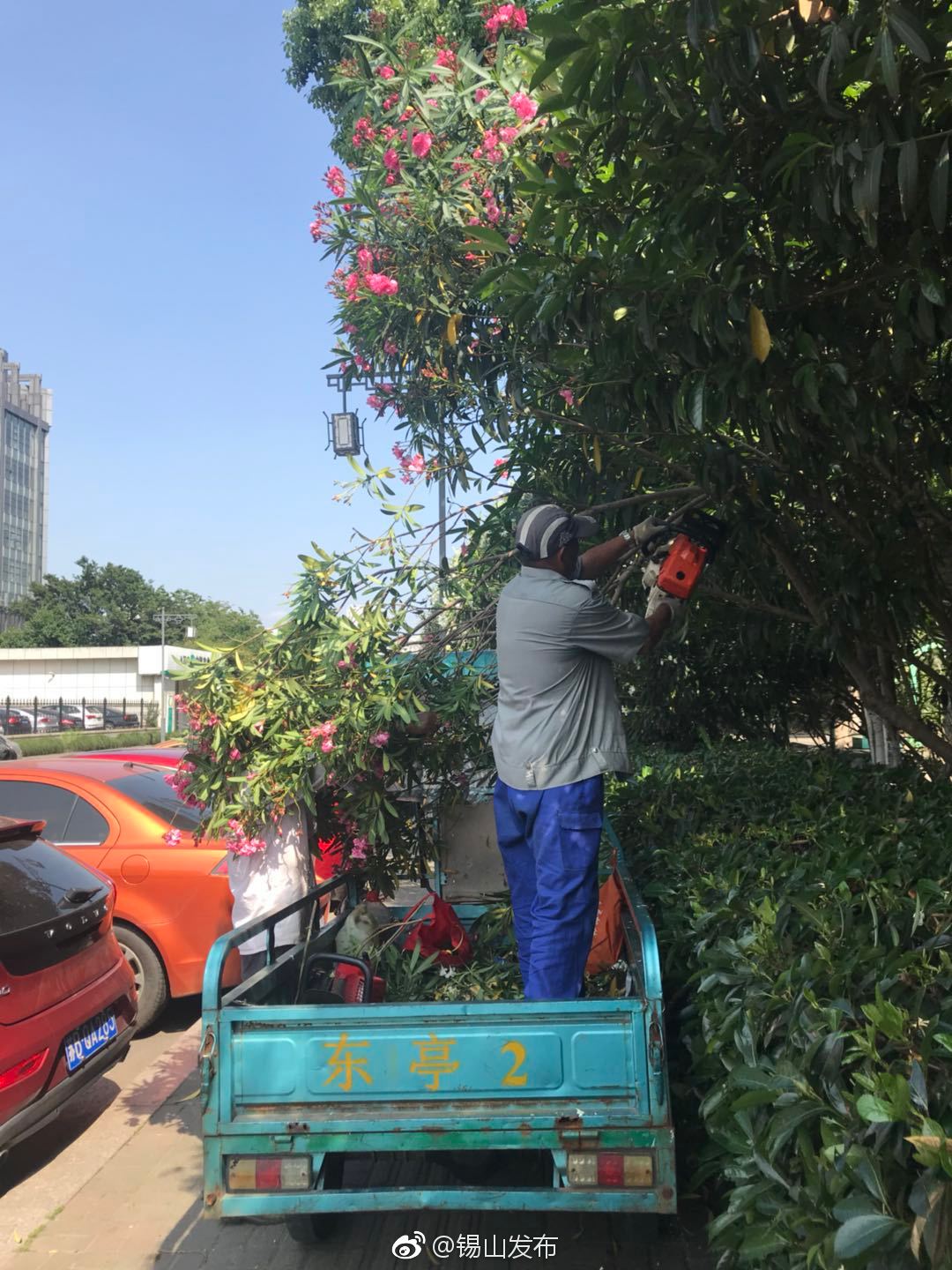 修剪夹竹桃枝叶