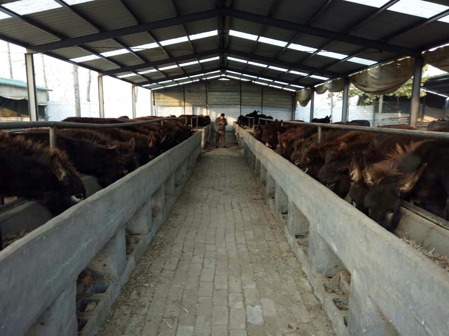 农村有四种养殖舍将直接拆除,没有回旋的余地,农民损失谁负责?