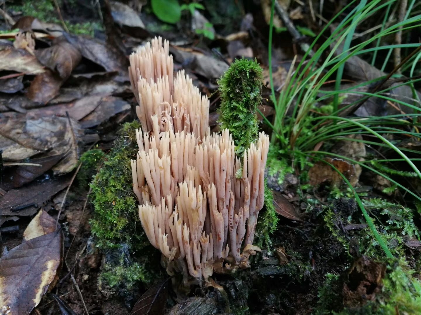 云南楚雄多彩的珊瑚菌类蘑菇陈作红教授今天拍摄的