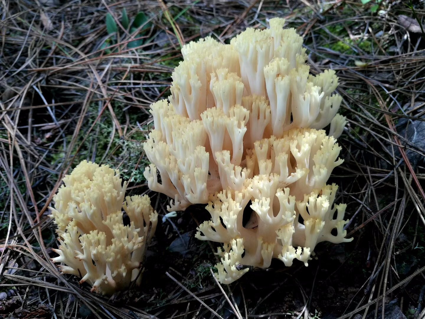 云南楚雄多彩的珊瑚菌类蘑菇陈作红教授今天拍摄的