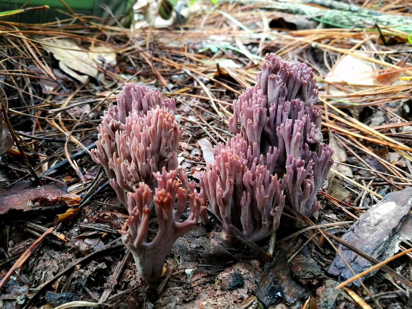 云南楚雄多彩的珊瑚菌类蘑菇(陈作红教授今天拍摄的)