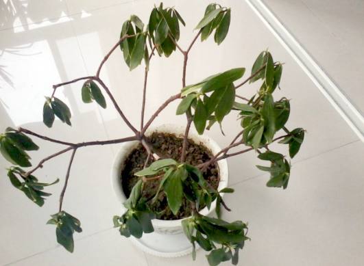 爷爷捡来一盆快干枯的盆栽几个月后长这么美想不到还是个宝