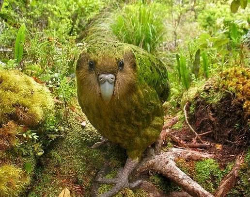 全球最蠢的鸟,有翅膀不会飞,经常从树上掉下摔