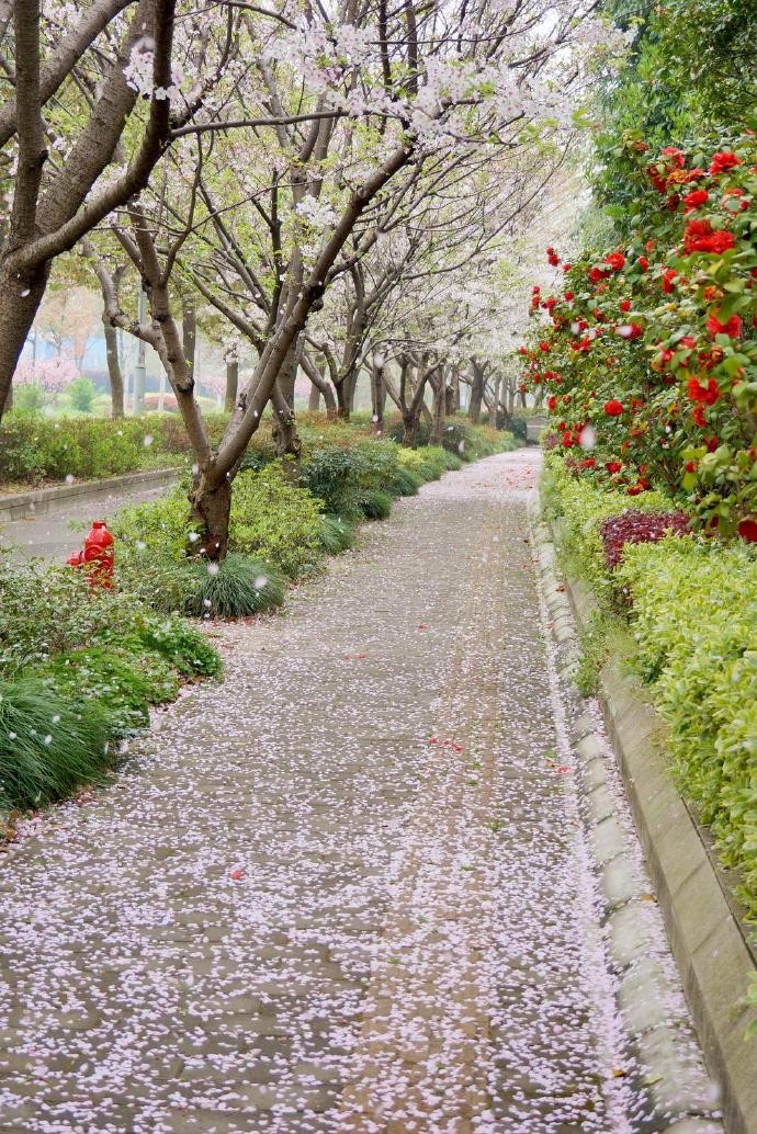 花落满地春满地