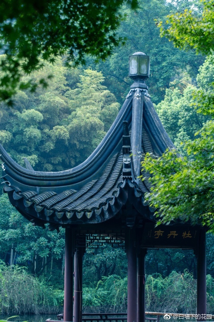 初秋的亭林园这一片郁郁葱葱的色彩好养眼