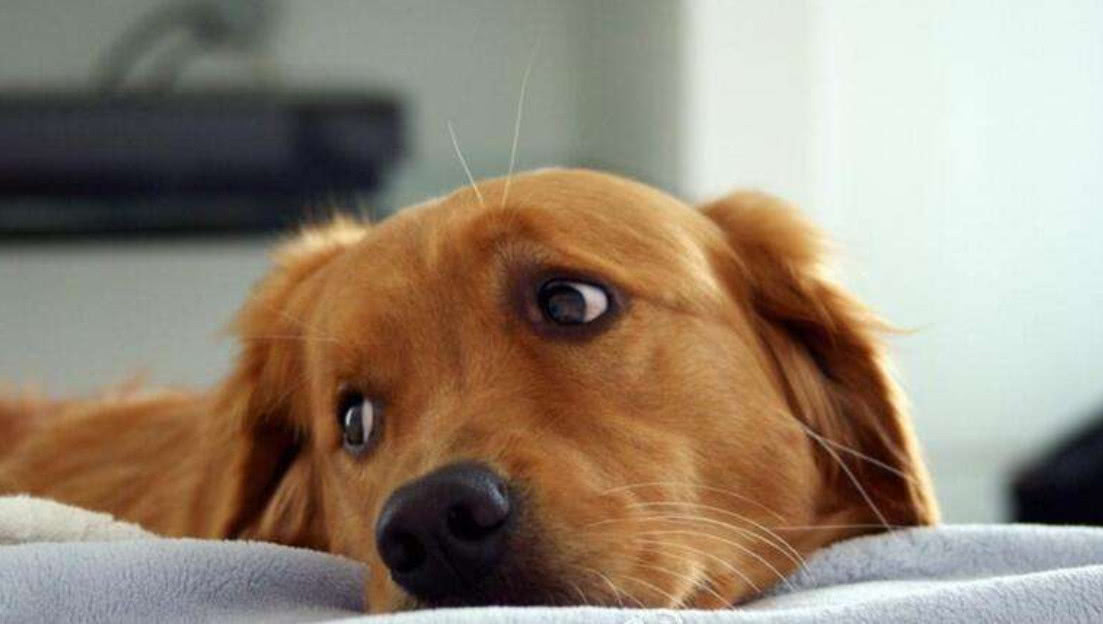 而且狗狗还摆出一副不愿被接触和治疗的态度,弄得铲屎官很是头疼