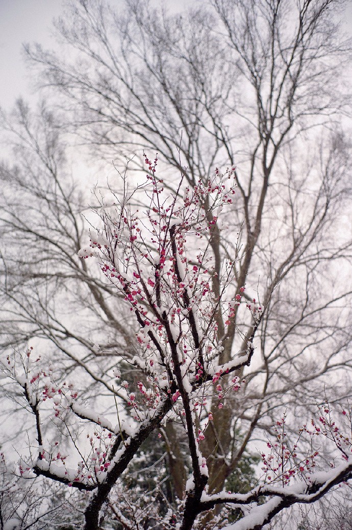冰心梅骨伊人俏,独傲寒霜踏雪笑