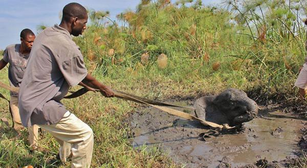 小象陷入泥潭被救后瘫坐地上