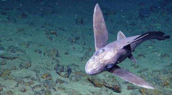 鲨鱼|幽灵|海洋_新浪新闻