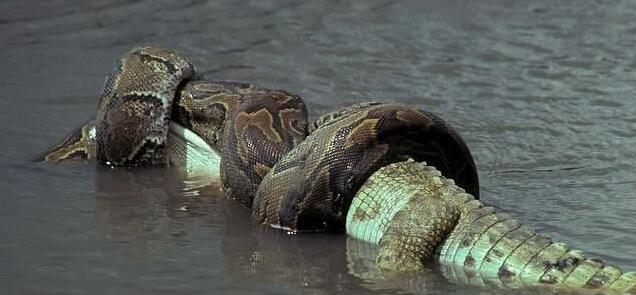 缅甸蟒|鳄鱼|蟒蛇_新浪新闻