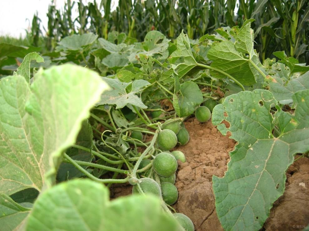 农村人豪饮的底气,天然的解酒药——马泡瓜__财经头条