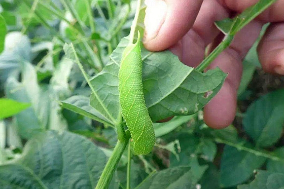 这九种农村天然野味,要么吃不起要么买不到|豆虫|赤鳞鱼|野味_新浪