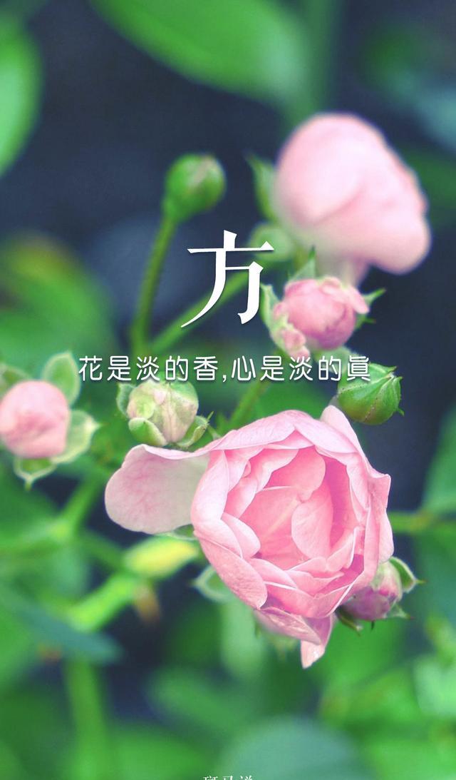 姓氏壁纸第3期 花是淡的香 心是淡的真 女生主题