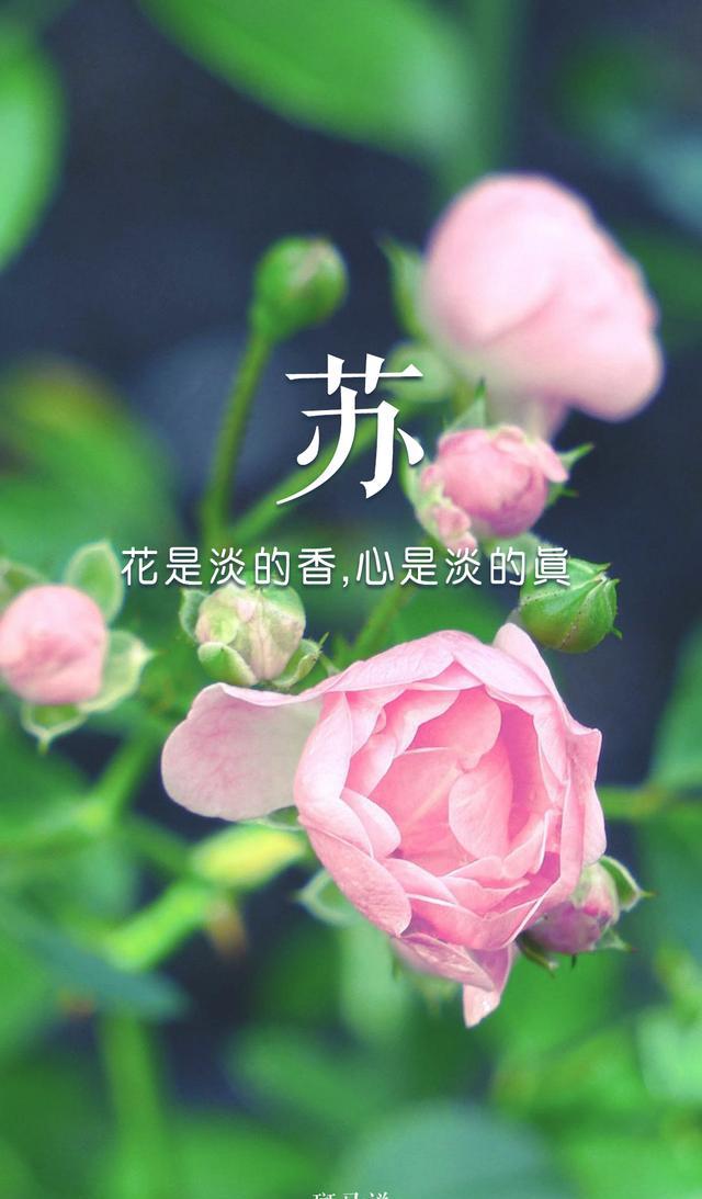 姓氏壁纸第3期 花是淡的香 心是淡的真 女生主题