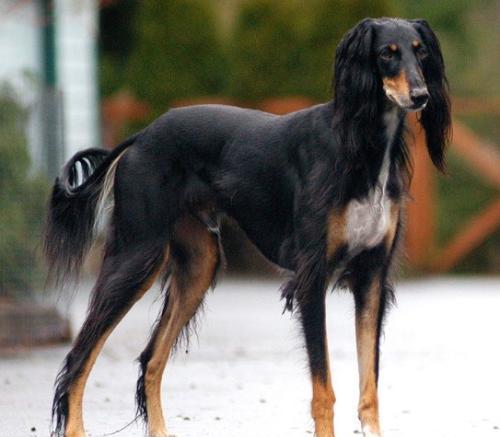 世界名贵狗狗top10排名~快来看看吧!