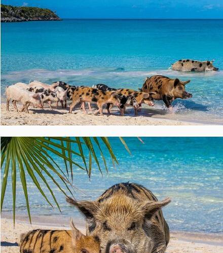 巴哈马有一个猪岛, 上面有一群幸福的猪