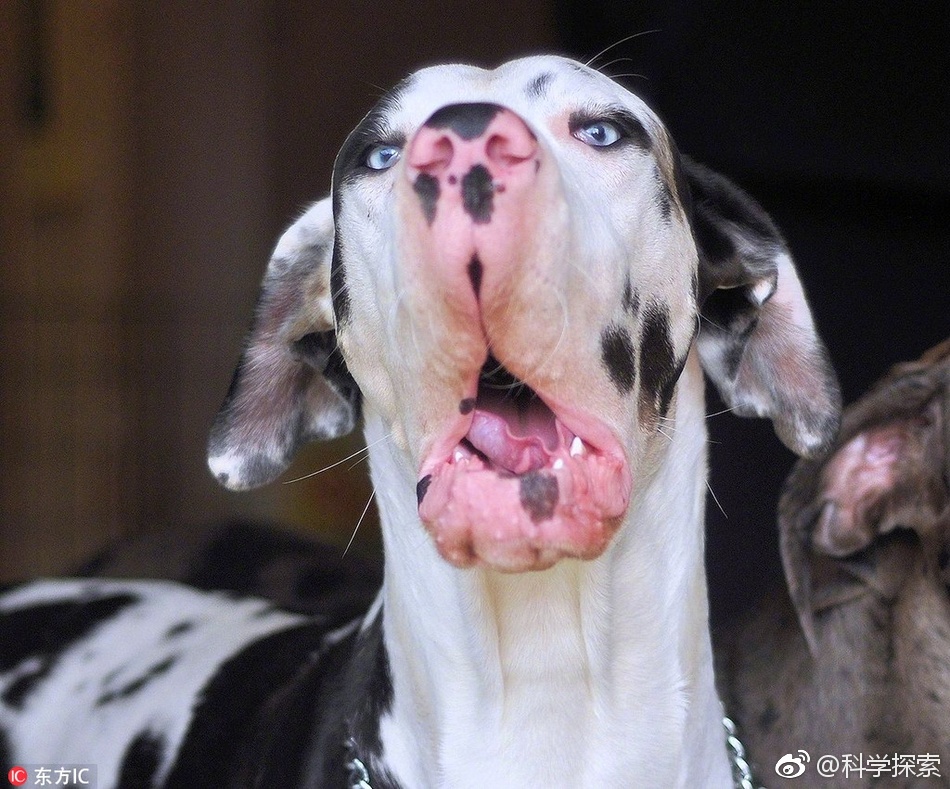 动物犯傻表情包这简直是用生命在搞笑