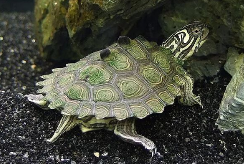 我滴个龟龟!你们可真秀,来看看你都认识哪些地