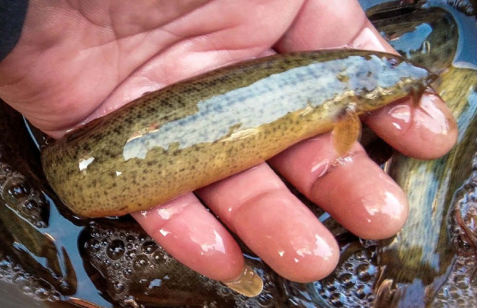 泥鳅鱼对人有什么好处