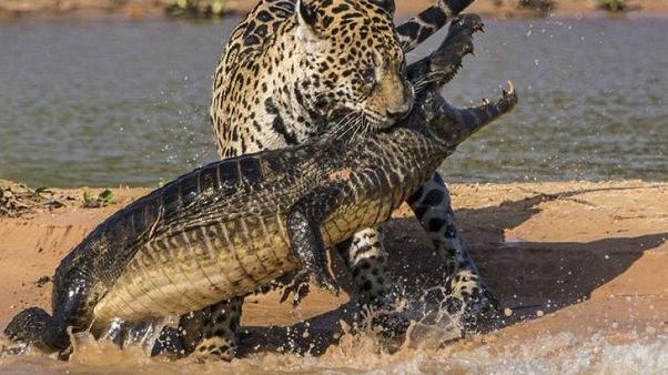 上岸的鳄鱼与老虎展开争斗,这一场大战打得翻天覆地,太激烈了!