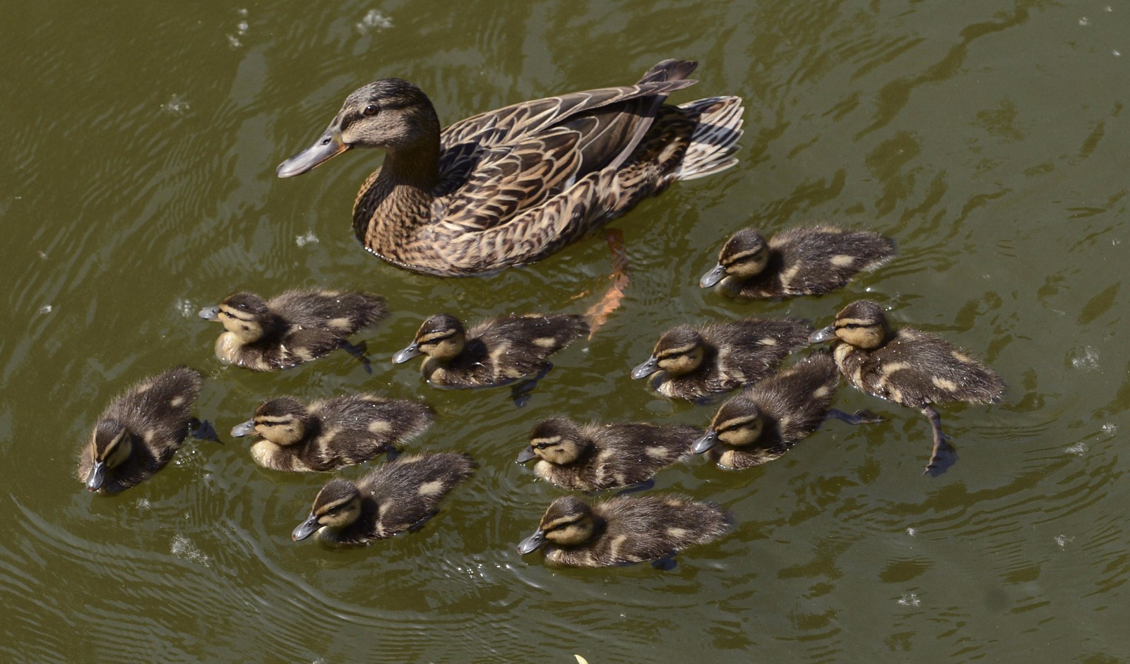 一窝生11只野鸭宝宝:"孩大不由娘"忙坏鸭妈妈