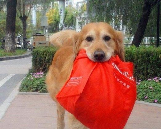 金毛往家里叼了一个红色垃圾袋, 主人打开发现是一沓沓钞票!