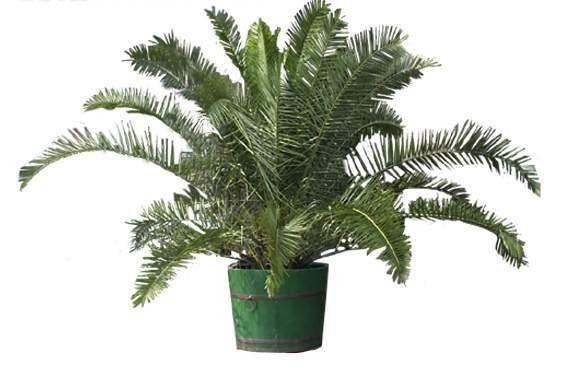 铁树一年四季都是一片浓绿,用来装饰庭院是再好不过了,也有人会把它