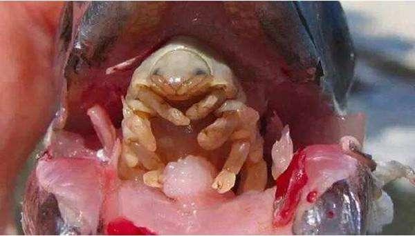 虫子通过嘴巴寄生图片