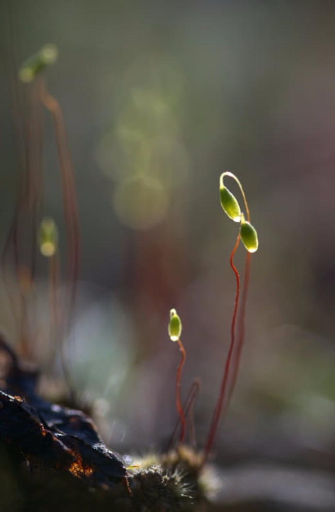 小小苔花,绽放自己