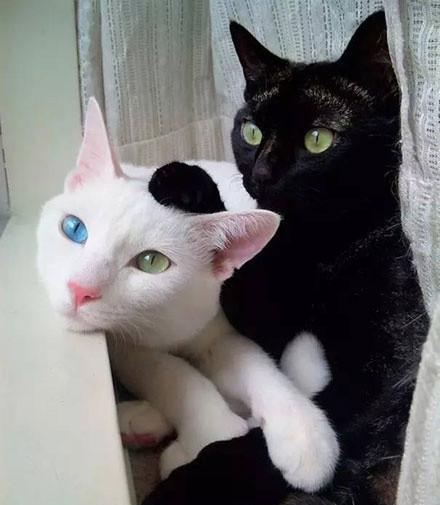 好亲密的黑猫白猫