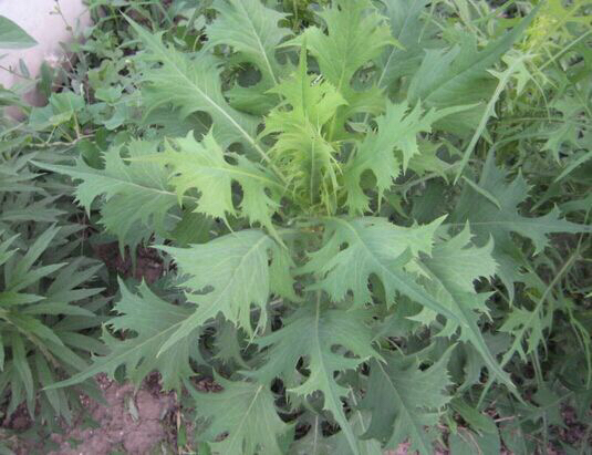 野大烟,也叫山莴苣,应该是根据外表取名的,类似烟又类似莴苣,在南方田