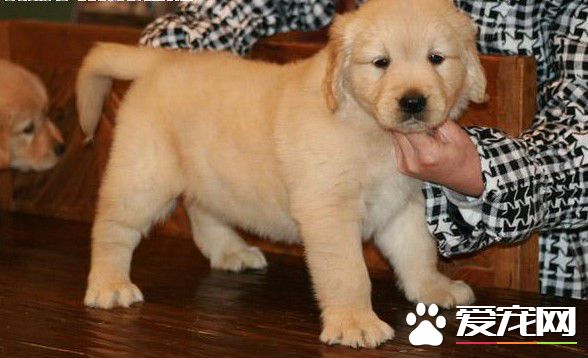 金毛犬和鬆獅犬哪個好養金毛犬更好養