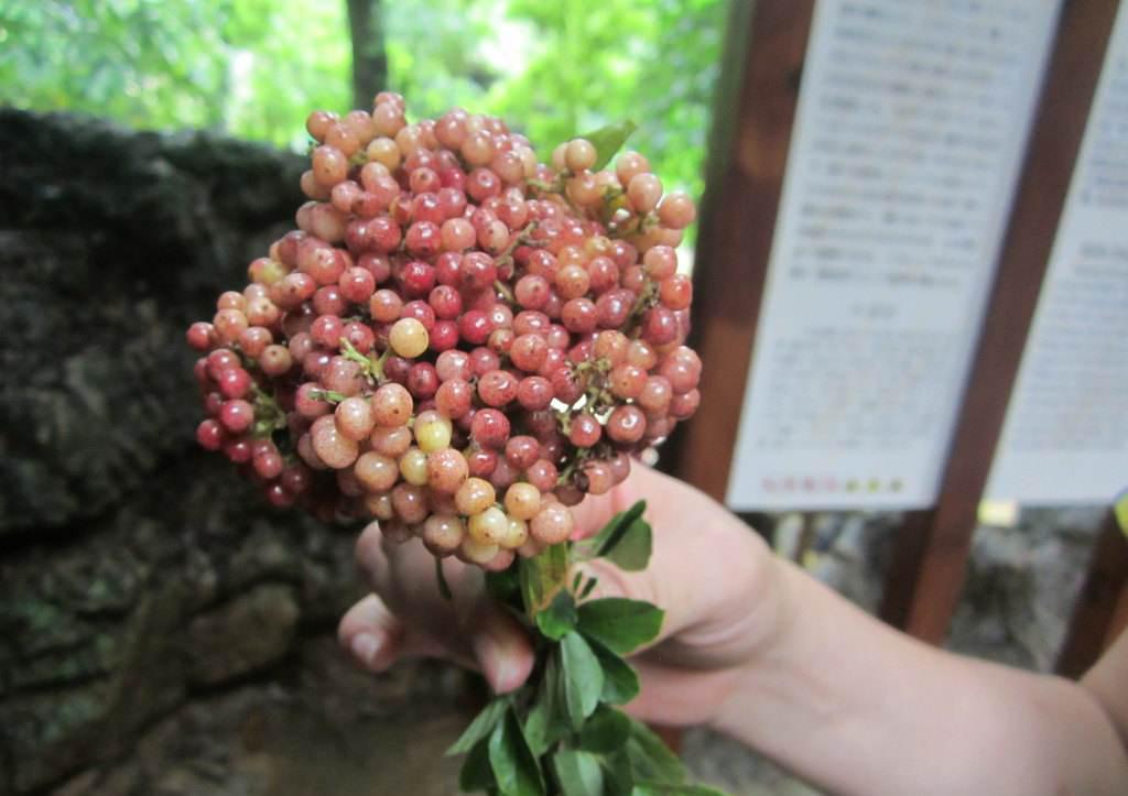 包含小托山桔的做法的词条