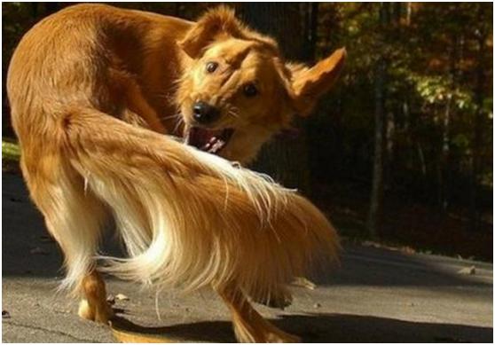 涨知识狗狗咬尾巴是告诉主人3件事