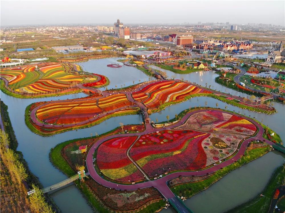 航拍下的荷兰花海变成最美调色盘