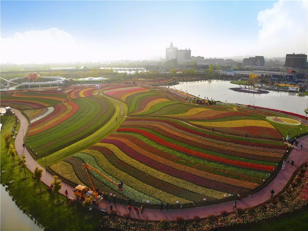 航拍下的荷兰花海变成最美调色盘