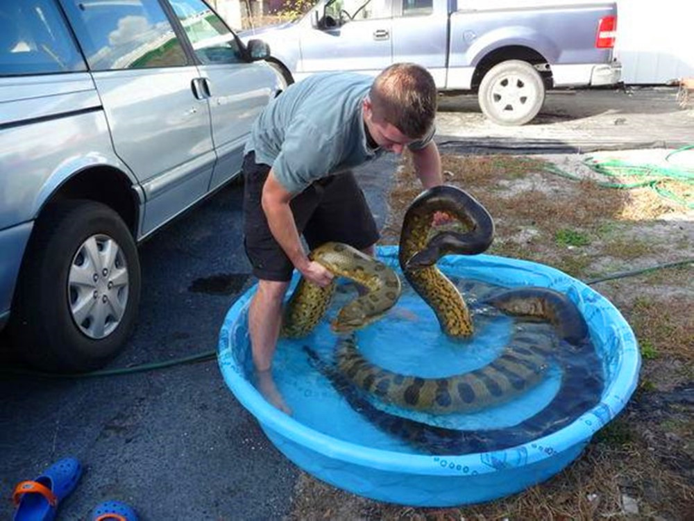 男子养巨蟒当爱宠,每天带在身边生活,画面让人不忍直视|蟒蛇|巨蟒|爱