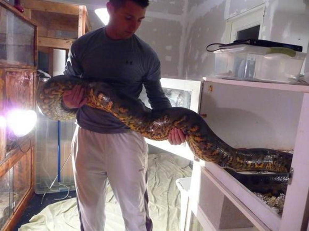 男子养巨蟒当爱宠,每天带在身边生活,画面让人不忍直视|蟒蛇|巨蟒|爱