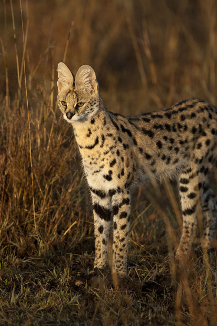 薮猫是产于非洲的中型猫科动物为薮猫属的唯一成员