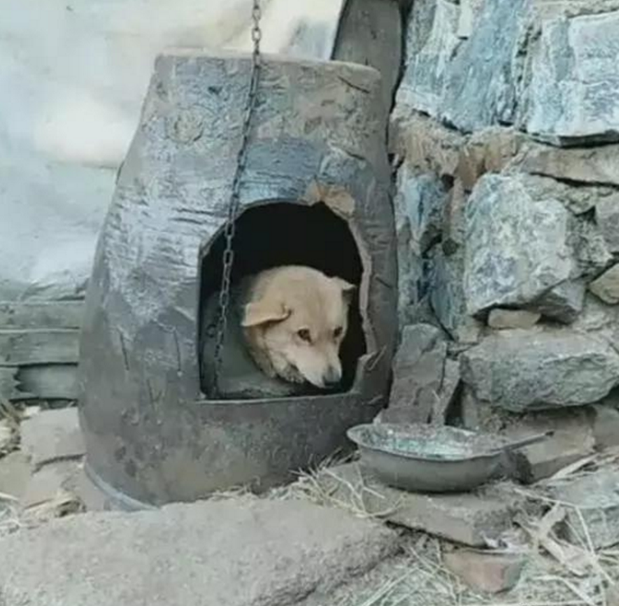 主人也觉得很开心,虽然损失了一个缸,不过狗狗有一个温暖的窝了