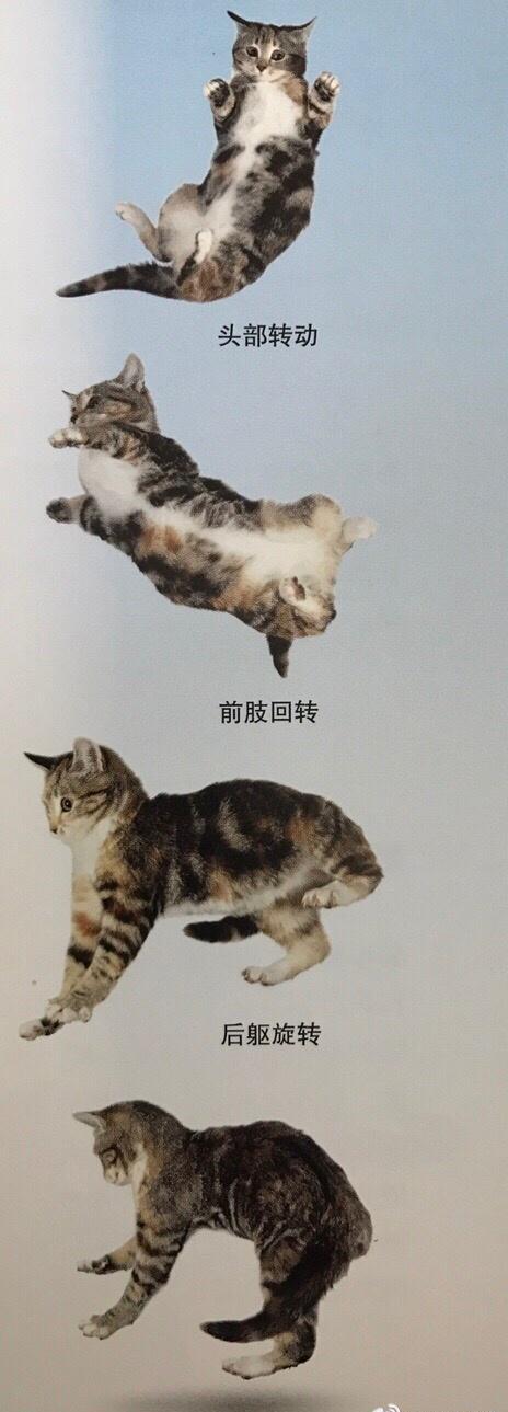 猫咪的翻正反射