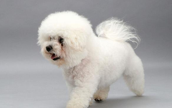 4种狗狗,前3种世界上最可爱,第4种在中国最呆萌|狗狗|可爱|比熊犬