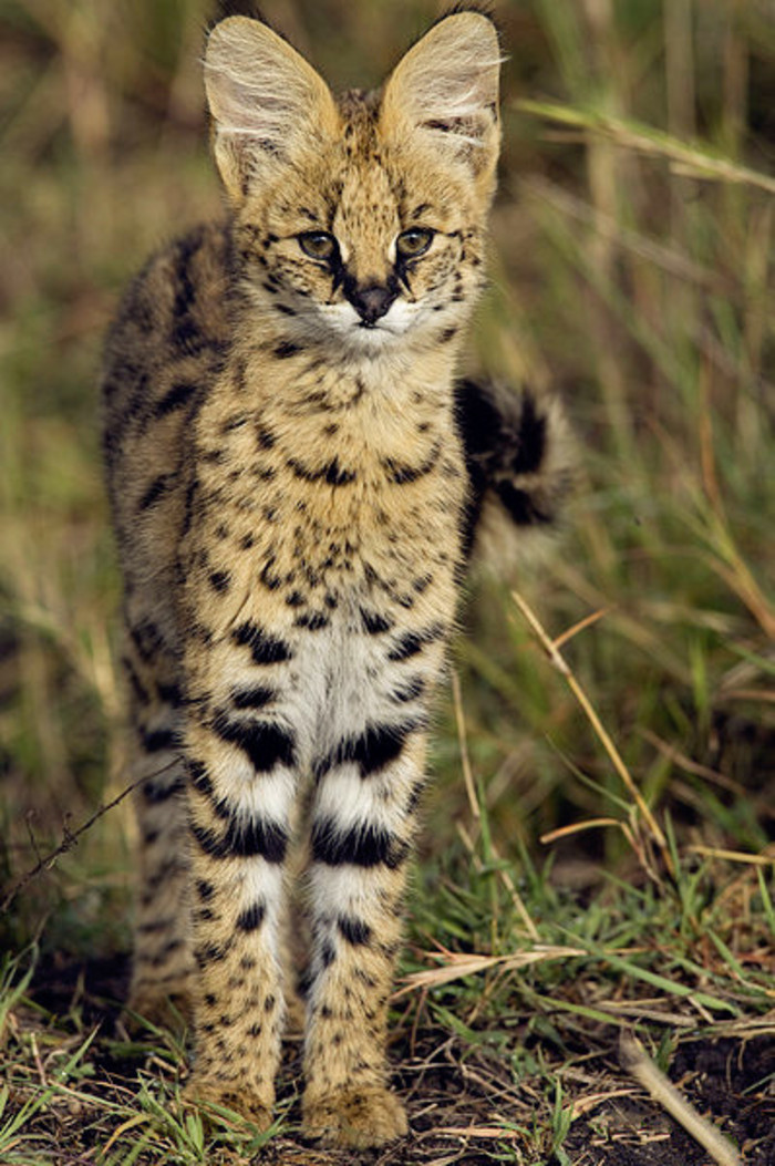 薮猫是产于非洲的中型猫科动物为薮猫属的唯一成员