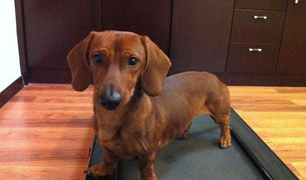 什么中型犬合适家养?十大合适家养的中型狗!有