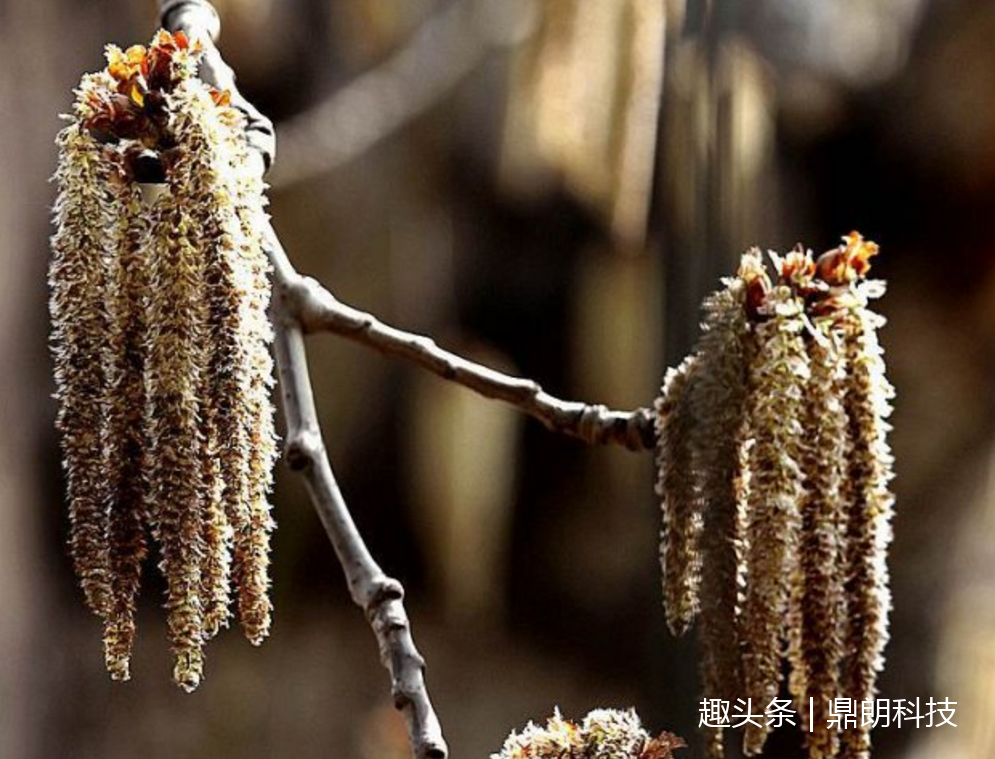 农村女的孩误食"五十芒",只吃了3个差点中毒送命!