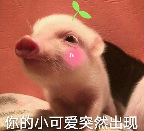 超萌小猪表情包 快来领养