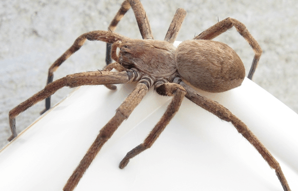 女子在自家农场遇到大蜘蛛, 拿起扫把就赶